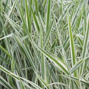 Phalaris arundinacea Picta - Vue d'ensemble