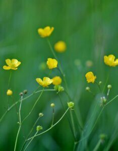 Ranunculus flammula - Fleurs
