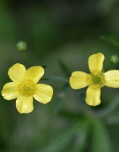 Ranunculus flammula - Fleurs