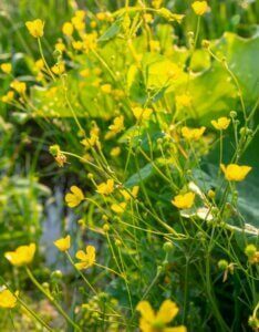 Ranunculus flammula - Vue d'ensemble