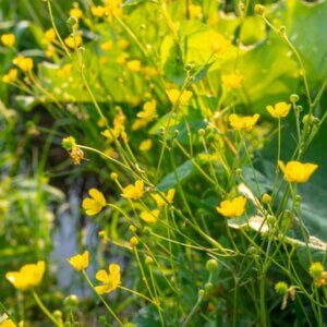 Ranunculus flammula - Vue d'ensemble