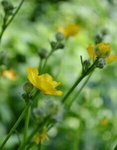 Ranunculus lingua - Fleurs