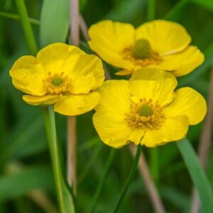 Ranunculus lingua - Fleurs