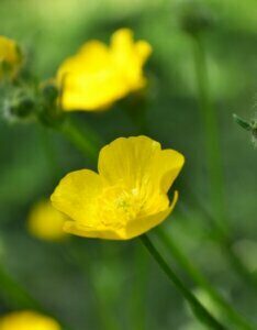 Ranunculus lingua - Fleurs