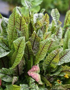 Rumex sanguineus - Vue d'ensemble