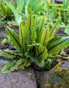 Rumex sanguineus - Vue d'ensemble