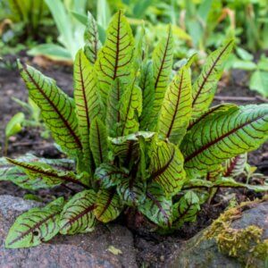 Rumex sanguineus - Vue d'ensemble