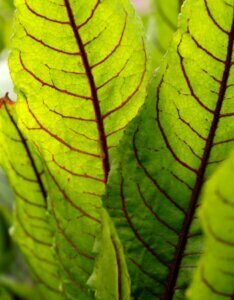 Rumex sanguineus - Feuillage