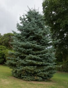 Abies concolor - Vue d'ensemble