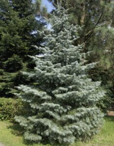 Abies concolor - Vue d'ensemble