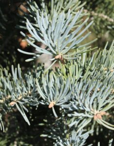 Abies concolor - Feuillage