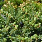 Abies koreana Blue Emperor - Feuillage