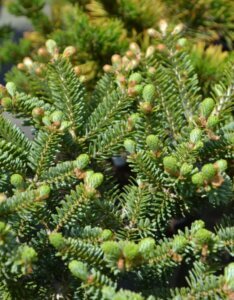 Abies koreana Blue Emperor - Feuillage