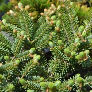 Abies koreana Blue Emperor - Feuillage