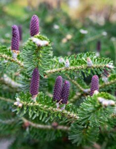 Abies koreana Blue Emperor - Fleurs