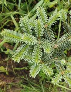 Abies koreana Blue Emperor Feuillage