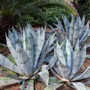 Agave americana – Agave d’Amérique