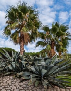 Agave americana – Agave d’Amérique - Paysage mediterranéen