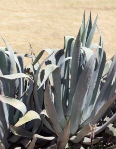 Agave americana – Agave d’Amérique