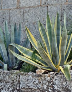 Agave americana Variegata - Vue d'ensemble