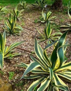 Agave americana Variegata - Agave d'Amérique - Vue d'ensemble