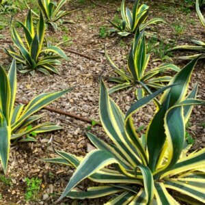 Agave americana Variegata - Agave d'Amérique - Vue d'ensemble