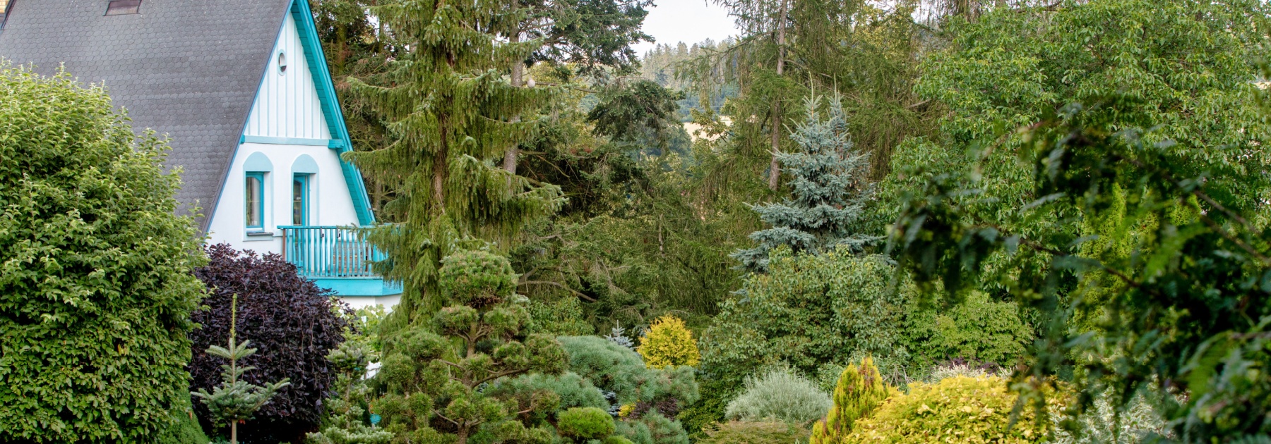 Bannière jardin conifères