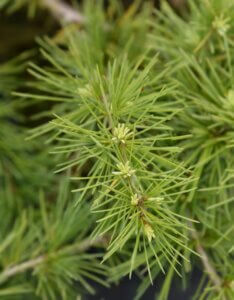 Cedrus deodara Golden Horizon - Feuillage
