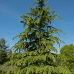 Cedrus deodara Golden Horizon - Vue d'ensemble