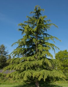 Cedrus deodara Golden Horizon - Vue d'ensemble