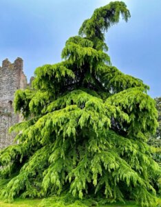 Cedrus deodara Golden Horizon - Vue d'ensemble
