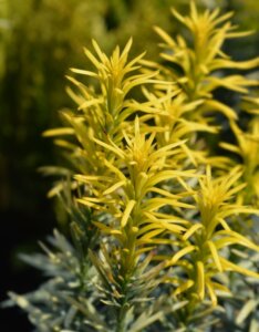 Cephalotaxus harringtonii - Feuillage