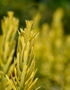 Cephalotaxus harringtonii - Feuillage