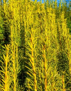 Cephalotaxus harringtonii - Vue d'ensemble