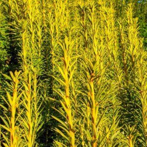 Cephalotaxus harringtonii - Vue d'ensemble