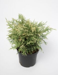 Chamaecyparis lawsoniana - Plante en pot