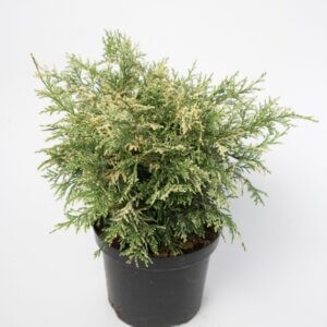Chamaecyparis lawsoniana - Plante en pot