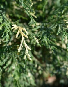Chamaecyparis lawsoniana - Feuillage