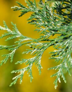 Chamaecyparis lawsoniana - Feuillage