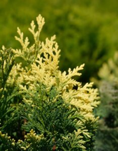 Chamaecyparis lawsoniana - Feuillage