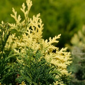 Chamaecyparis lawsoniana - Feuillage