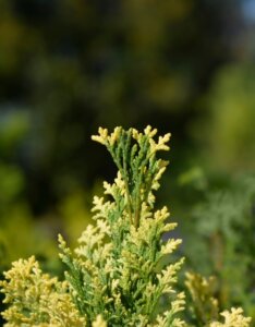 Chamaecyparis lawsoniana - Feuillage