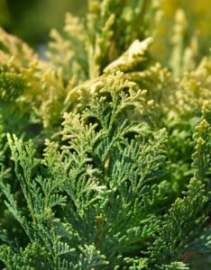 Chamaecyparis lawsoniana - Feuillage