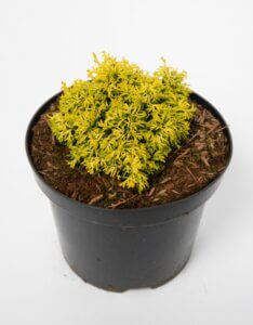 Chamaecyparis obtusa Butterball - Plante en pot