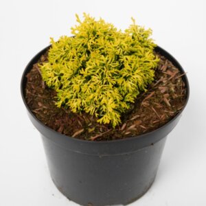 Chamaecyparis obtusa Butterball - Plante en pot
