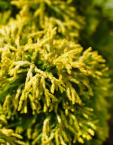 Chamaecyparis obtusa Butterball - Feuillage