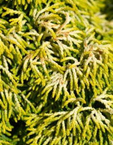 Chamaecyparis obtusa Butterball - Feuillage