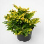 Chamaecyparis obtusa Fernspray Gold - Plante en pot