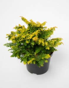 Chamaecyparis obtusa Fernspray Gold - Plante en pot