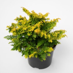 Chamaecyparis obtusa Fernspray Gold - Plante en pot